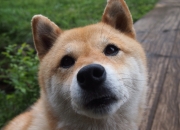 爱游戏入口-金州勇士横扫新疆队，克莱神射化身关键先生