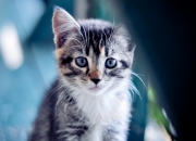 爱游戏官方入口-克莱·汤普森焦点战爆发，马刺对阵新疆队，他用三分雨证明自我