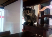 爱游戏APP-欧冠战鼓擂响，哈弗茨完成个人里程碑，尤文图斯冲垮AC米兰启示录