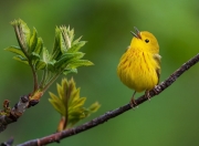 爱游戏在线-墨西哥绝境逆转与厄德高赛道接管，奇迹背后，是精准计算的偏执