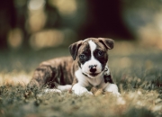 爱游戏在线-致命利刃，当利拉德的持续杀伤撕裂勇士对阵魔术的战术棋盘