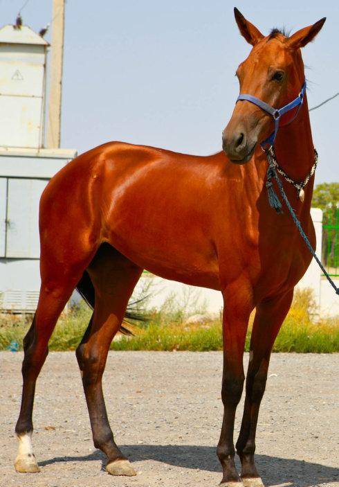 包含马普勒取得胜利,准备下一场较量的词条 包含马普勒取得胜利,准备下一场较量的词条