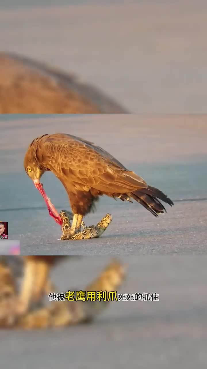 老鹰队在场上表现稳健,值得商榷 老鹰队在场上表现稳健,值得商榷