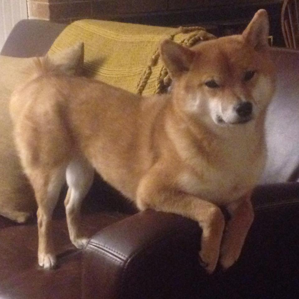 乔治火力全开,上海队团队篮球粉碎湖人豪华阵容