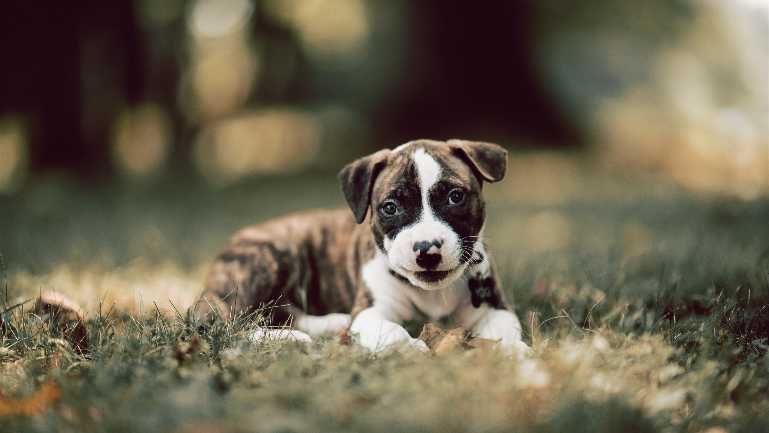 致命利刃,当利拉德的持续杀伤撕裂勇士对阵魔术的战术棋盘