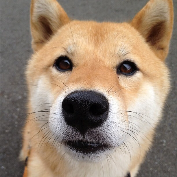 米切尔关键一击！德甲争冠夜上演戏剧性逆转