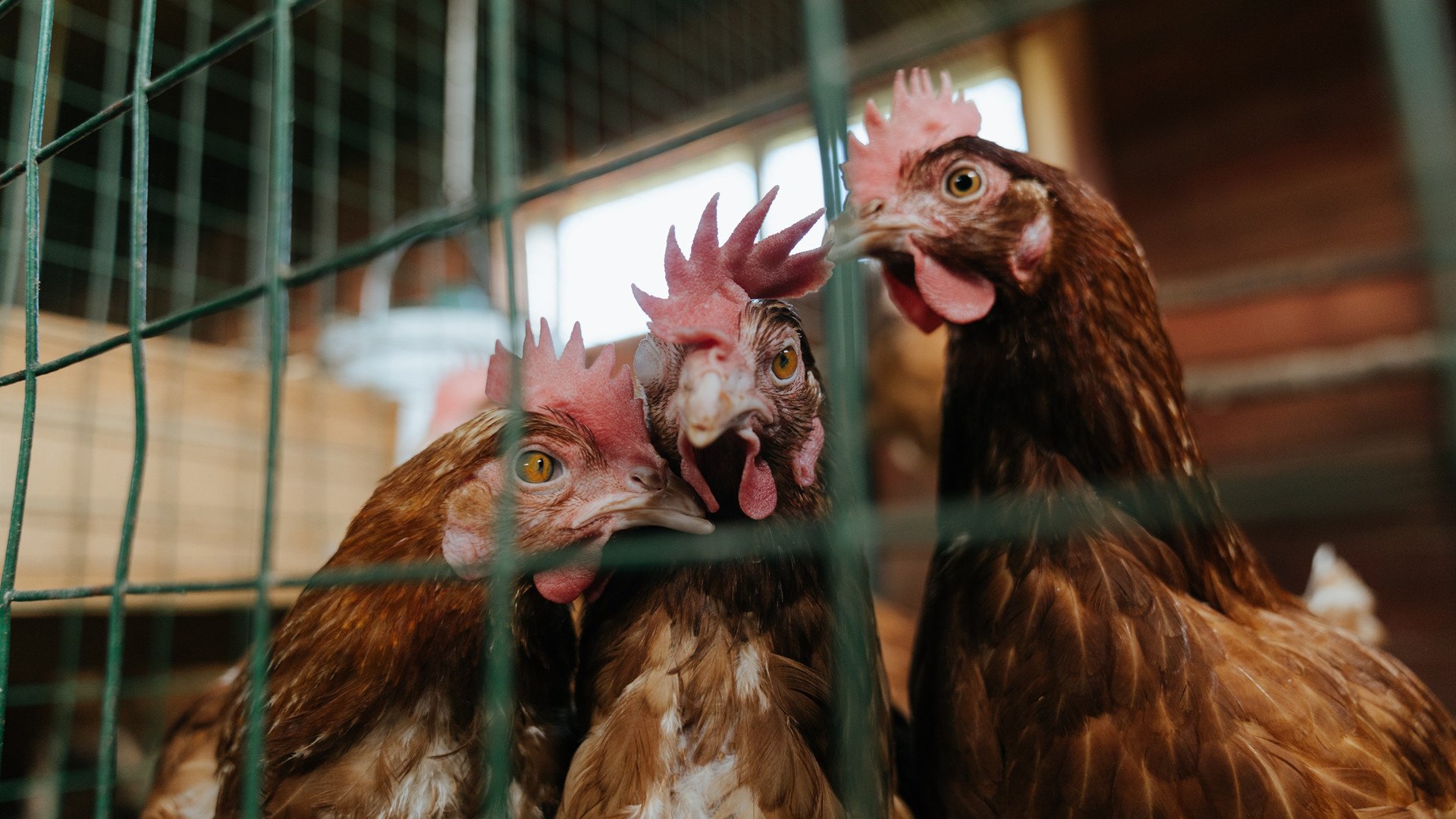 托尼关键战不手软，哥斯达黎加力抗巴西演绎绿茵传奇