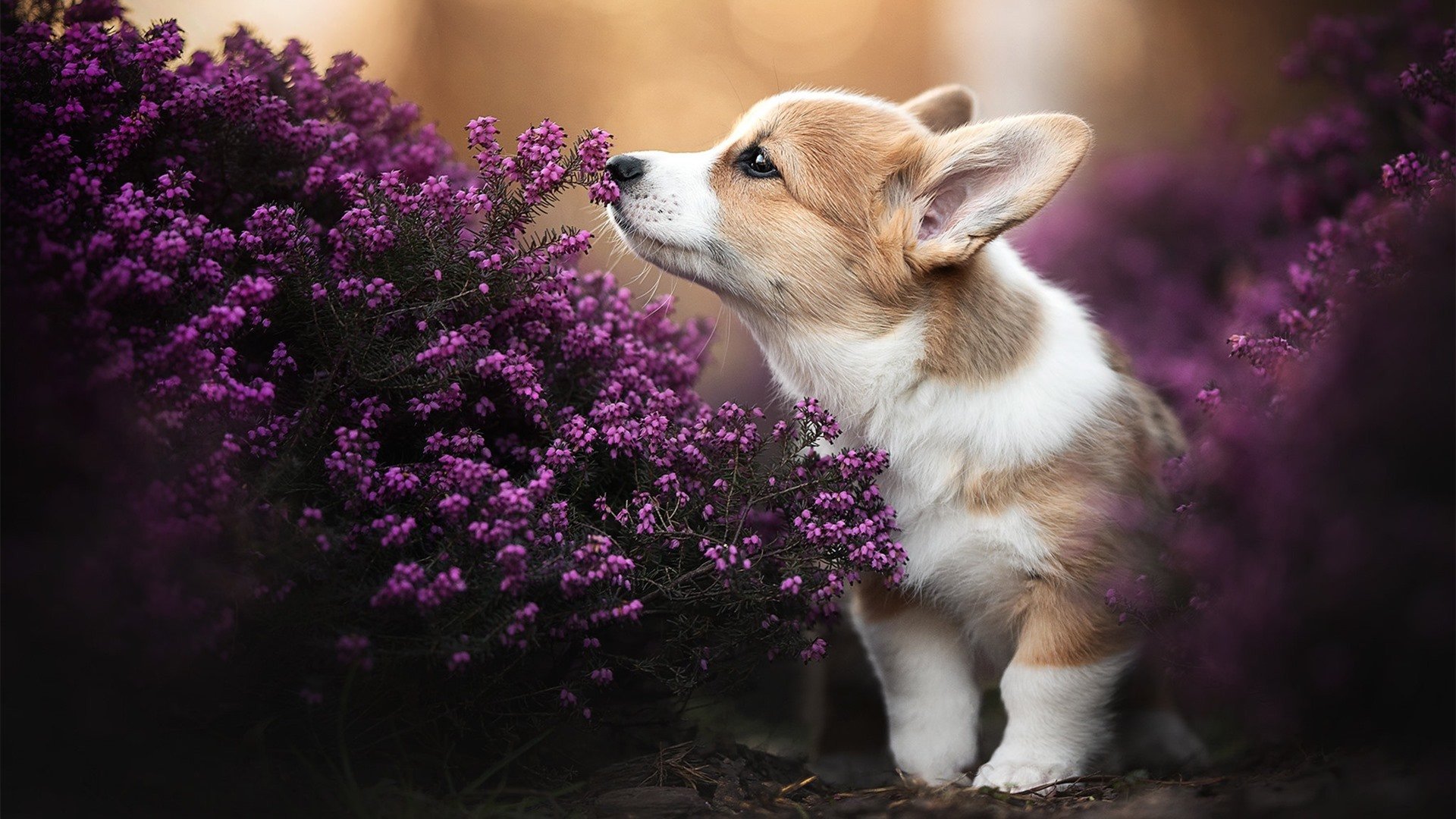 关键先生戈贝尔!雷霆正面击溃辽宁队的胜负手究竟是谁?