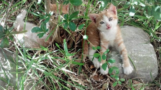 剑指冠军，京多安致命一击，当加拿大冰原的坚韧遭遇北欧海盗，他用一脚定乾坤