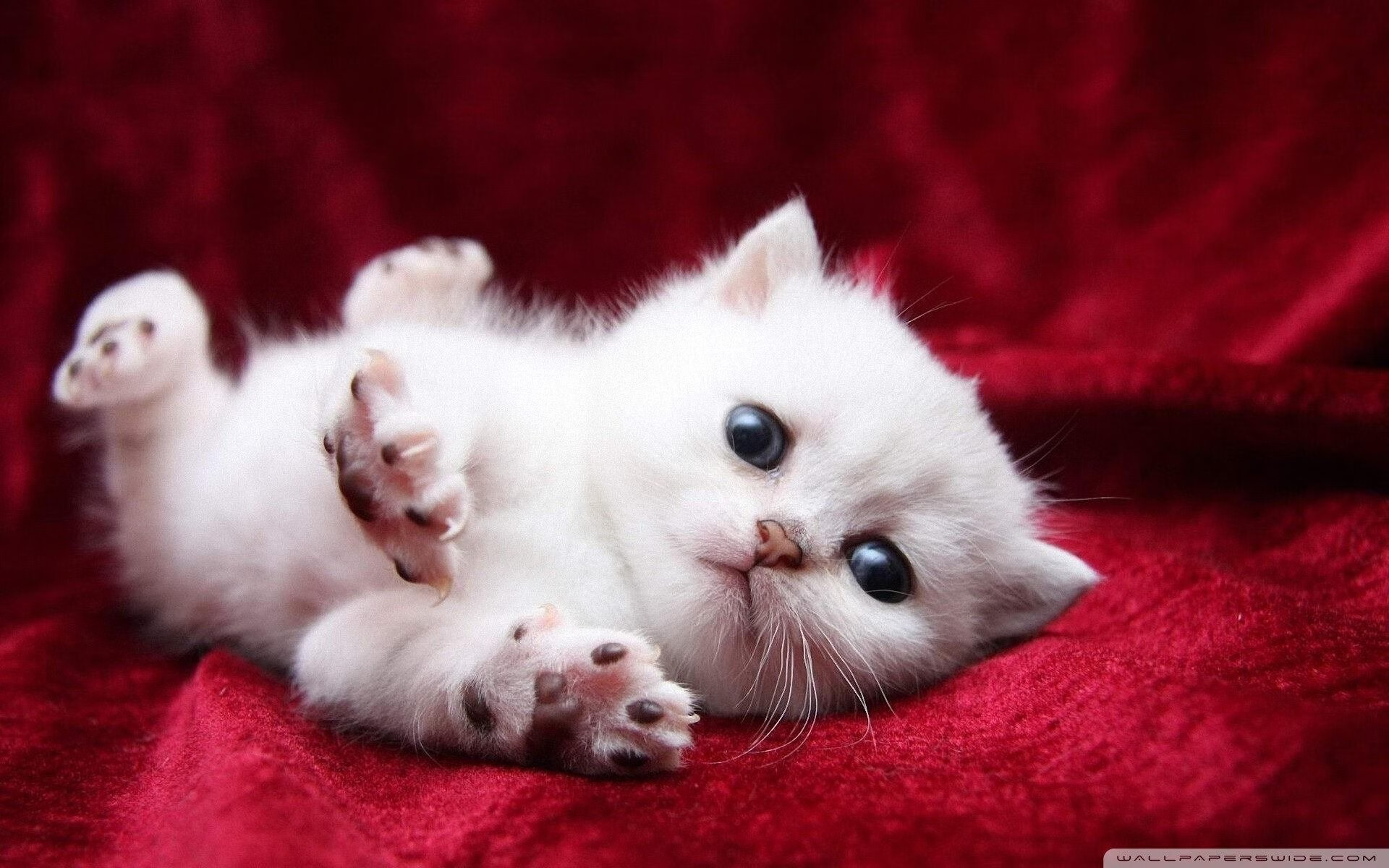 扼杀悬念，阿根廷的统治力与门神的证明之战