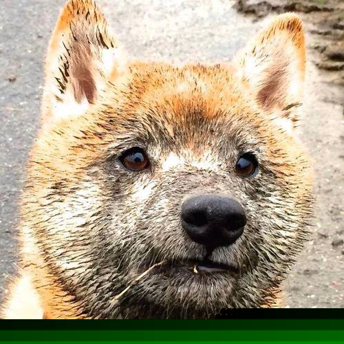 斗牛士破坚冰，凯恩定乾坤—论硬仗中的胜利哲学与巨星时刻