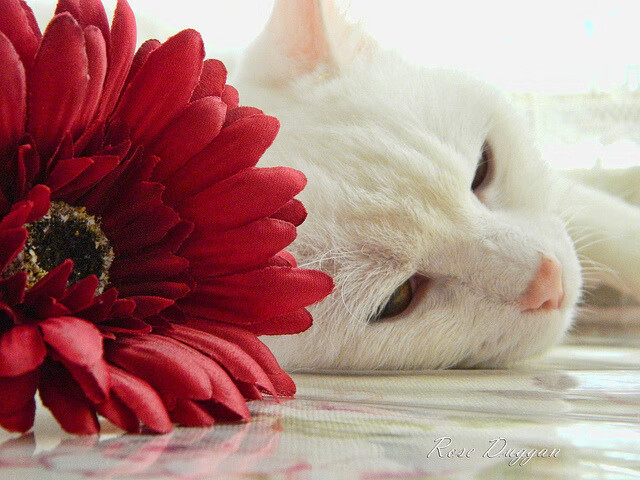 炼金术，班凯罗点石成金助魔术胜上海，争冠之路初显峥嵘