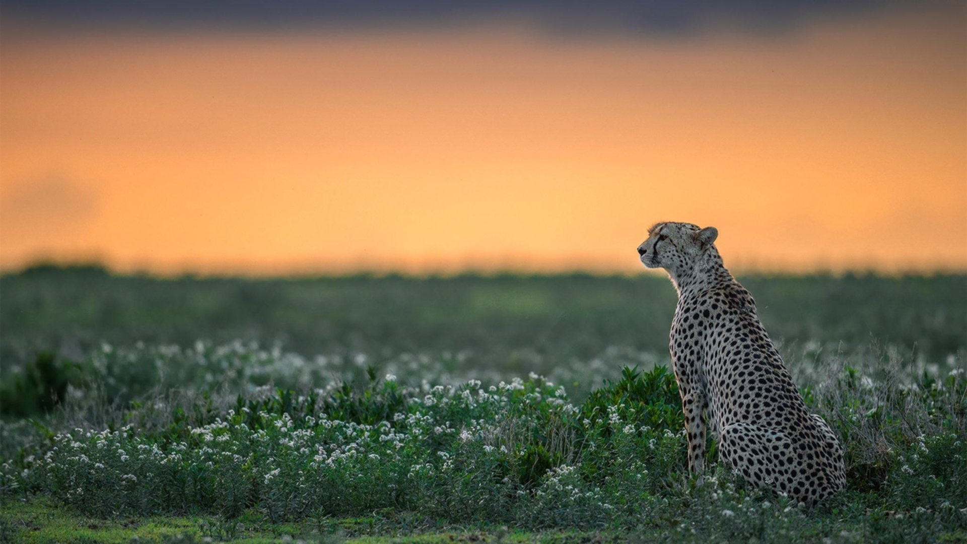 10分封神夜，福登如何将欧冠决赛变成个人王座加冕礼