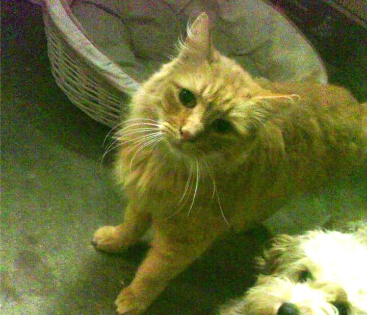 贝恩化身节奏大师，爵士力克独行侠惊险过关