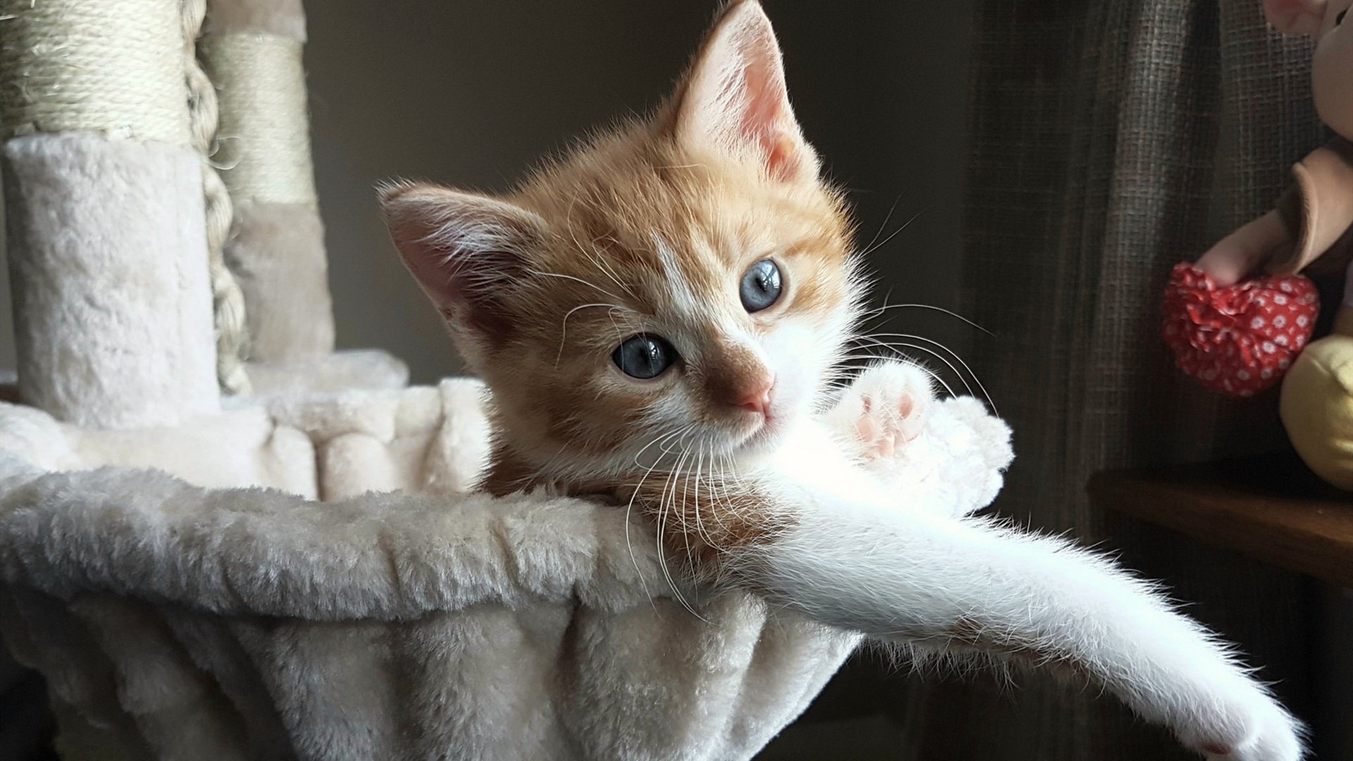 关键先生文班亚马，步行者关键战突围火箭