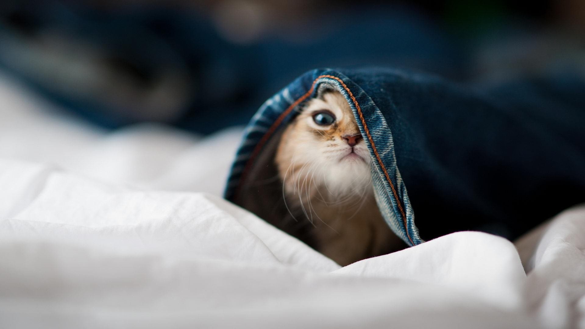 双城记，当火箭穿过王冠的缝隙，少年在欧洲的寒夜里点燃星辰